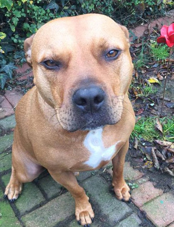 وفاة رضيع بسبب هجوم كلب العائلة عليه وعضّه بوحشية لسبب غامض! صورة رقم 6 وفاة رضيع بسبب هجوم كلب العائلة عليه وعضّه بوحشية لسبب غامض! صورة رقم 6