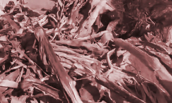 العثور على اقوى انواع السحر الاسود في قاع البحر بالامارات.. فيديو صورة رقم 1