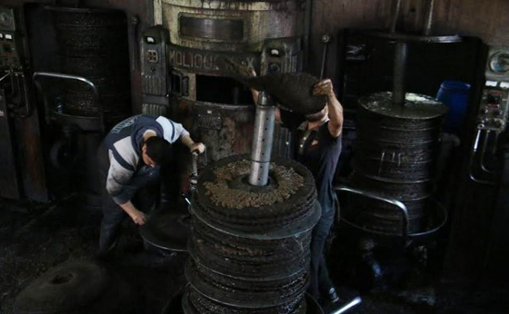 فيديو وصور اقدم معصرة زيتون في غزة ما زالت تعمل صورة رقم 5