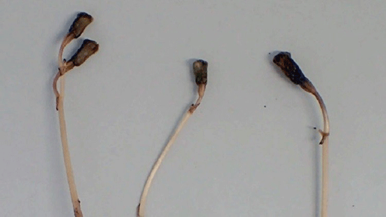 نبات عجيب في اليابان لا يزهر ولا يحتاج للتمثيل الضوئي صورة رقم 1