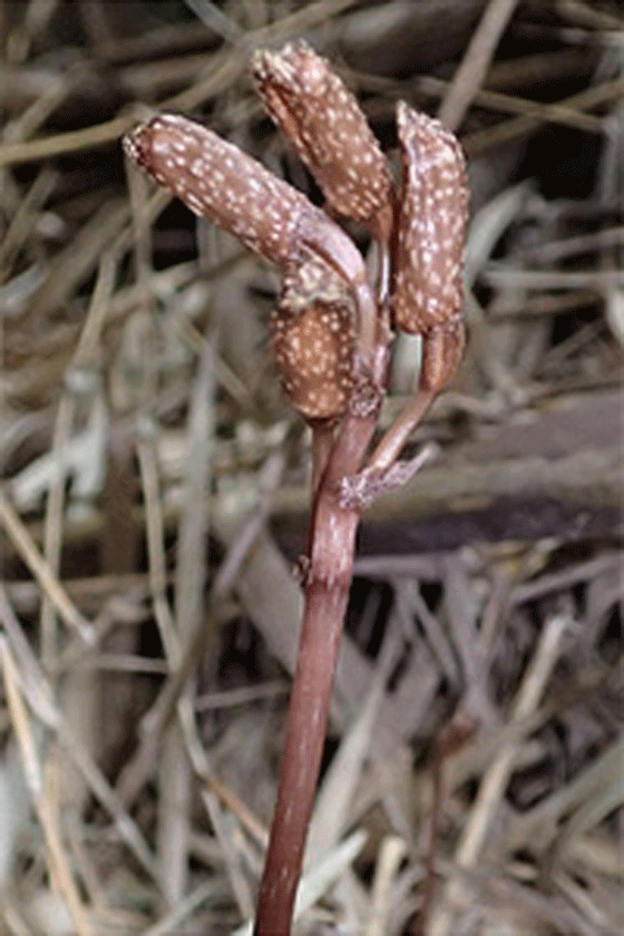 نبات عجيب في اليابان لا يزهر ولا يحتاج للتمثيل الضوئي صورة رقم 3