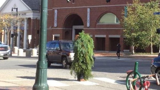 اعتقال شجرة متحركة وهي تعبر الشارع وتراقب رد فعل السائقين! فيديو صورة رقم 1