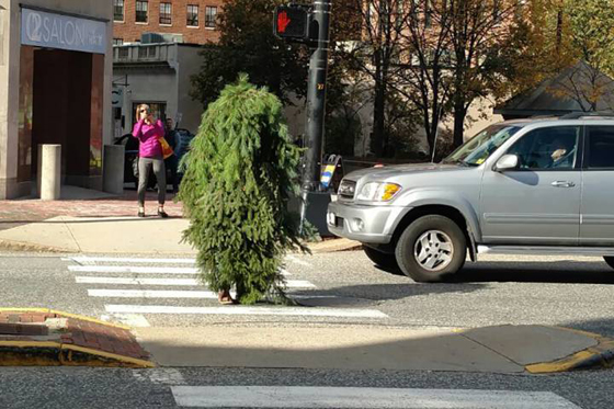 اعتقال شجرة متحركة وهي تعبر الشارع وتراقب رد فعل السائقين! فيديو صورة رقم 2