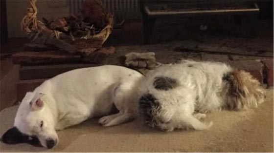  وزير استرالي ينقل كلابه في سيارة برلمانية ويعتذر بعد فضح الامر! صورة رقم 2