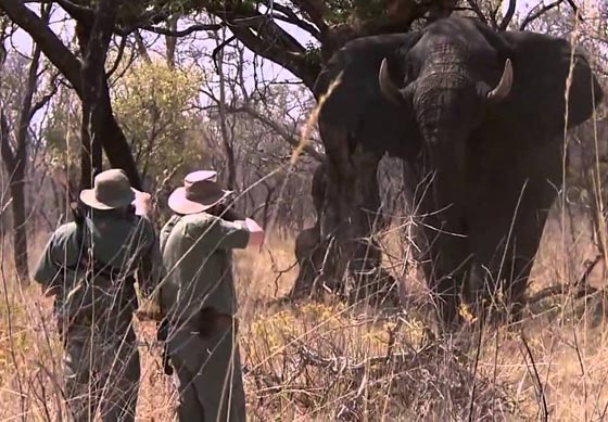  رئيس تنزانيا يأمر قوات الامن بملاحقة صيادي الفيلة صورة رقم 1