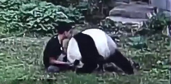 سائح يقتحم حظيرة باندا عملاق ويتعارك معه لابهار صديقتيه.. فيديو صورة رقم 4