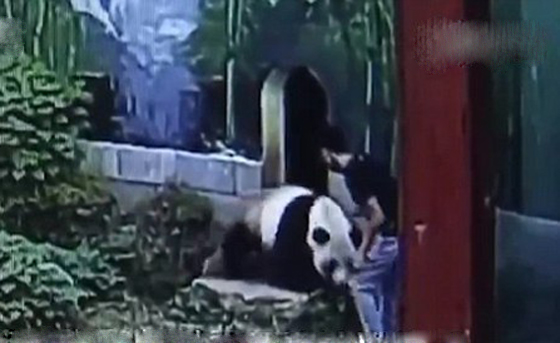 سائح يقتحم حظيرة باندا عملاق ويتعارك معه لابهار صديقتيه.. فيديو صورة رقم 2