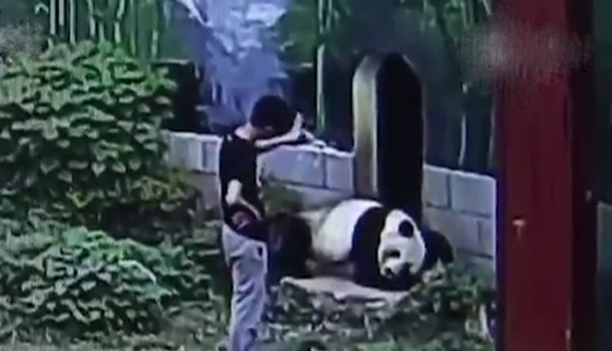 سائح يقتحم حظيرة باندا عملاق ويتعارك معه لابهار صديقتيه.. فيديو صورة رقم 1