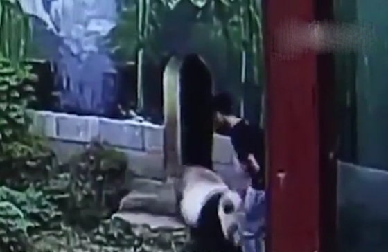 سائح يقتحم حظيرة باندا عملاق ويتعارك معه لابهار صديقتيه.. فيديو صورة رقم 3