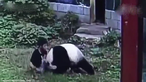 سائح يقتحم حظيرة باندا عملاق ويتعارك معه لابهار صديقتيه.. فيديو صورة رقم 5