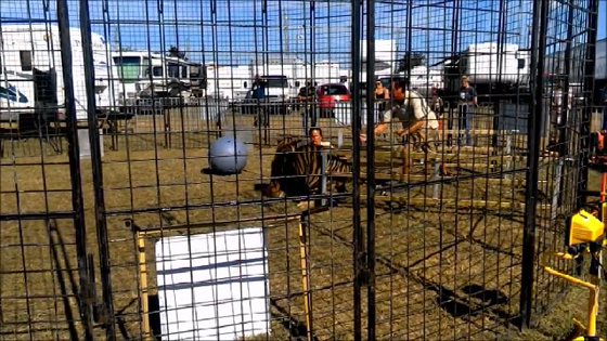 فيديو مثير.. نمر يهاجم مدربته داخل قفص وسط ذهول المتفرجين صورة رقم 4