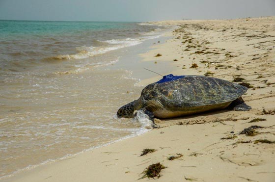 الاميرة هيا تنشر فيديو لزوجها نائب حاكم دبي ينقذ سلحفاة ضخمة صورة رقم 2