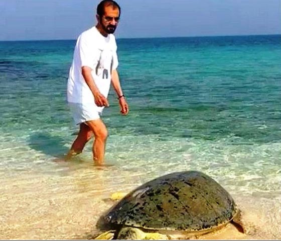 الاميرة هيا تنشر فيديو لزوجها نائب حاكم دبي ينقذ سلحفاة ضخمة صورة رقم 1