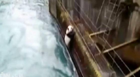 انقاذ دب باندا بعد ان عجز عن تخليص نفسه محطة طاقة كهرومائية صورة رقم 1