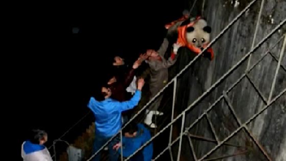 انقاذ دب باندا بعد ان عجز عن تخليص نفسه محطة طاقة كهرومائية صورة رقم 2