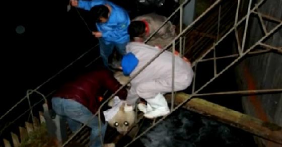 انقاذ دب باندا بعد ان عجز عن تخليص نفسه محطة طاقة كهرومائية صورة رقم 4