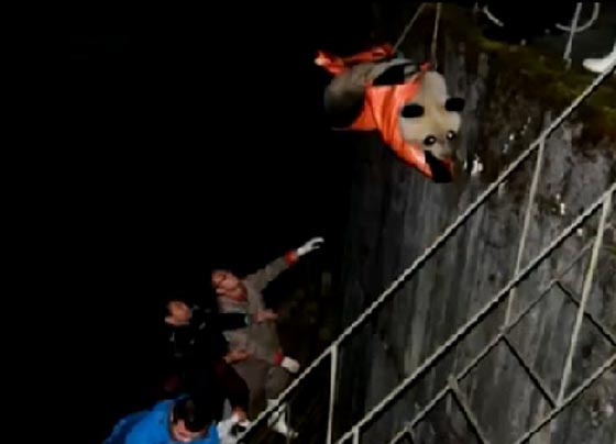 انقاذ دب باندا بعد ان عجز عن تخليص نفسه محطة طاقة كهرومائية صورة رقم 3