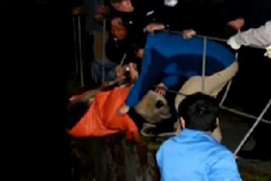 انقاذ دب باندا بعد ان عجز عن تخليص نفسه محطة طاقة كهرومائية صورة رقم 5