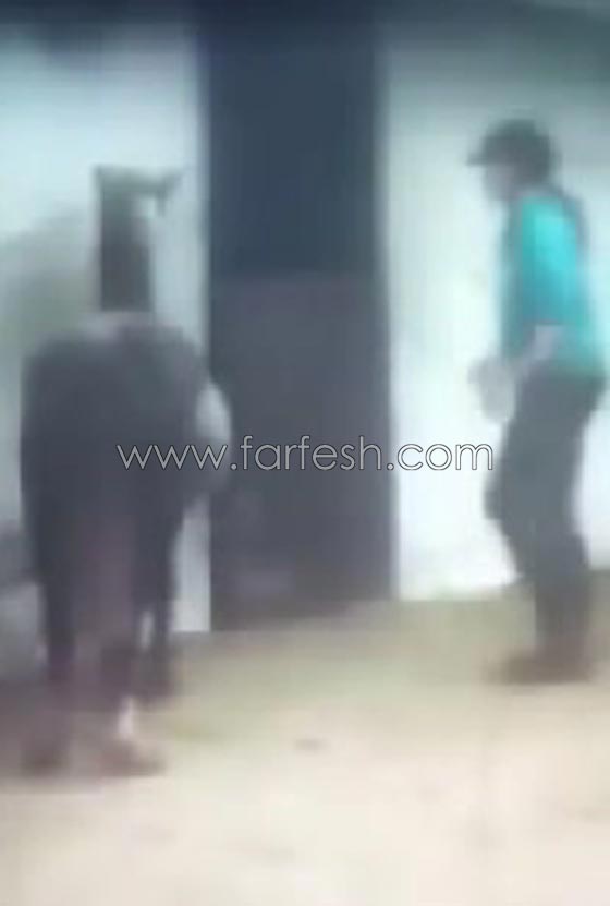 فيديو صادم: فتاة بلا رحمة تجلد حصانها وتعذبه لأنه أسقطها على الأرض! صورة رقم 2