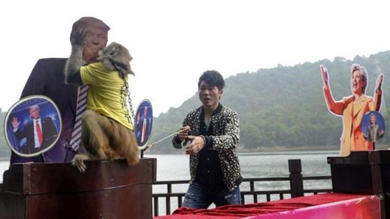 قرد بختار ترامب رئيسا لامريكا وحديقة الحبوانات تؤكد: هو ملك التنبؤات! صورة رقم 1