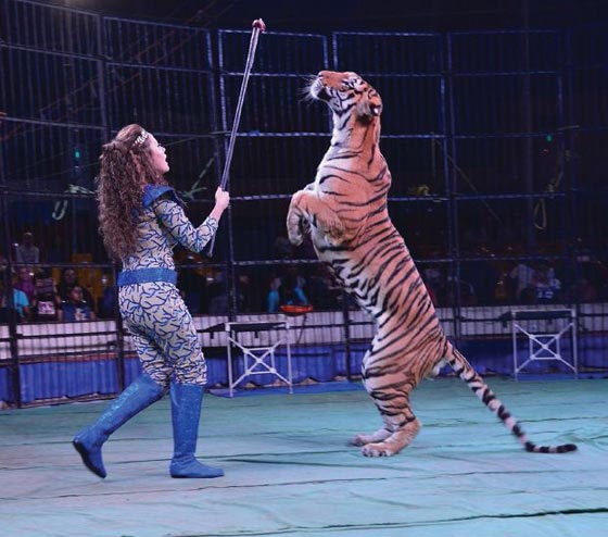 نساء مصريات تحدين الرجال بحراسة الامن وترويض الاسود وكمال الاجسام صورة رقم 13