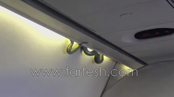 فيديو مثير.. ثعبان اخضر يزحف فوق رؤوس ركاب طائرة مكسيكية صورة رقم 1