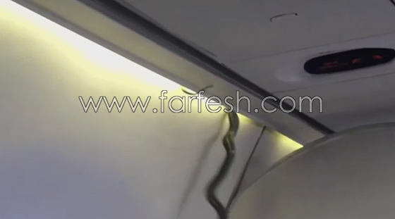 فيديو مثير.. ثعبان اخضر يزحف فوق رؤوس ركاب طائرة مكسيكية صورة رقم 3