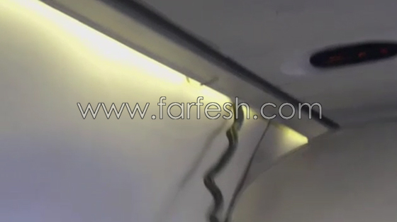 فيديو مثير.. ثعبان اخضر يزحف فوق رؤوس ركاب طائرة مكسيكية صورة رقم 4