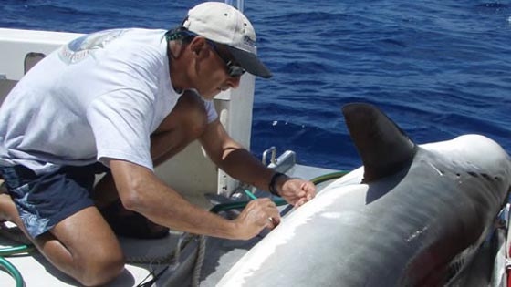 اسماك القرش تعطي صوتها لترامب والماعز يتنبأ بفوز هيلاري صورة رقم 1