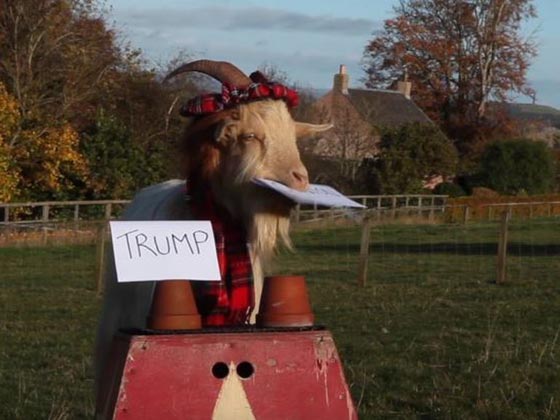 اسماك القرش تعطي صوتها لترامب والماعز يتنبأ بفوز هيلاري صورة رقم 4