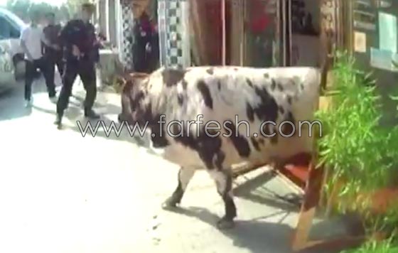 فيديو صادم:  ثور هائج يهاجم المواطنين فأطلقت الشرطة عليه الرصاص صورة رقم 2