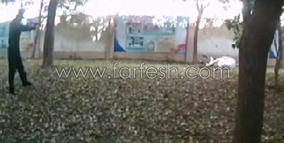 فيديو صادم:  ثور هائج يهاجم المواطنين فأطلقت الشرطة عليه الرصاص صورة رقم 1