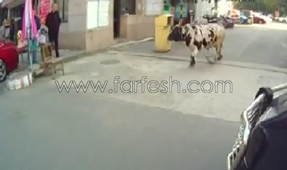 فيديو صادم:  ثور هائج يهاجم المواطنين فأطلقت الشرطة عليه الرصاص صورة رقم 3