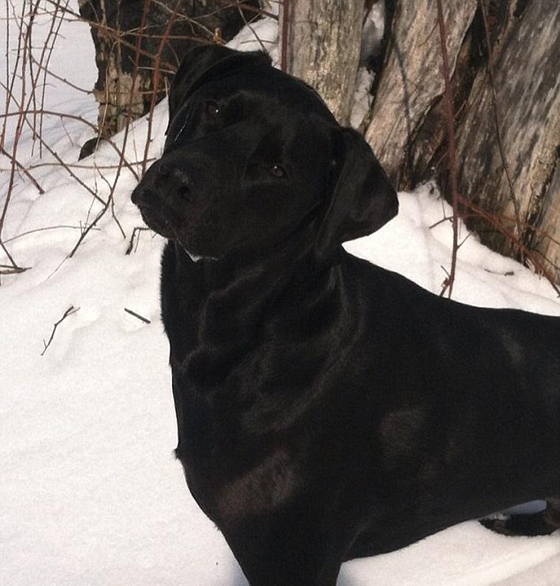 زبائن مطعم تركوا اكرامية بقيمة الف دولار لكلب النادلة.. ما السبب؟ صورة رقم 5