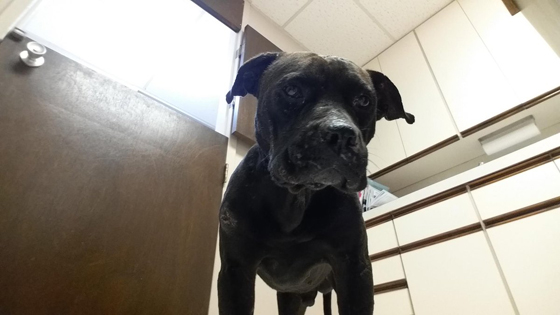 زبائن مطعم تركوا اكرامية بقيمة الف دولار لكلب النادلة.. ما السبب؟ صورة رقم 6