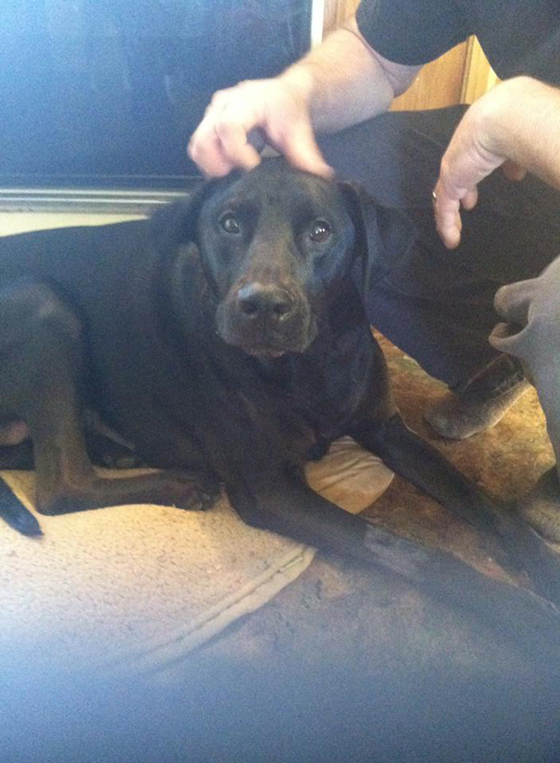 زبائن مطعم تركوا اكرامية بقيمة الف دولار لكلب النادلة.. ما السبب؟ صورة رقم 7