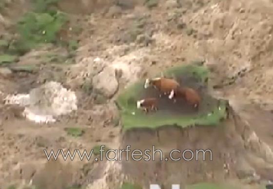 3 بقرات عالقة وسط مساحة دمّرها زلزال نيوزيلندا.. فيديو وصور صورة رقم 1