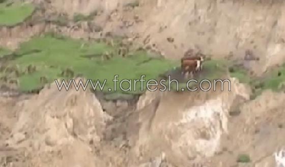 3 بقرات عالقة وسط مساحة دمّرها زلزال نيوزيلندا.. فيديو وصور صورة رقم 2