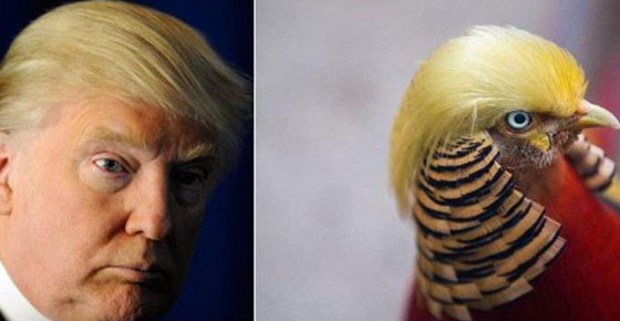 صور شبيه جديد للرئيس الامريكي الجديد دونالد ترامب صورة رقم 1