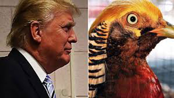 صور شبيه جديد للرئيس الامريكي الجديد دونالد ترامب صورة رقم 4