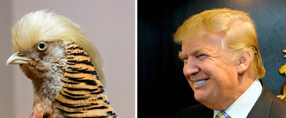 صور شبيه جديد للرئيس الامريكي الجديد دونالد ترامب صورة رقم 5