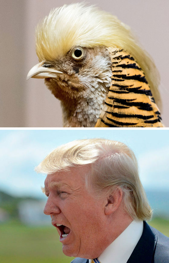 صور شبيه جديد للرئيس الامريكي الجديد دونالد ترامب صورة رقم 7