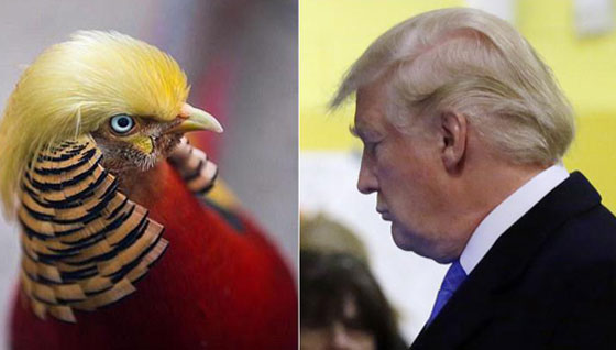 صور شبيه جديد للرئيس الامريكي الجديد دونالد ترامب صورة رقم 6