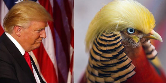 صور شبيه جديد للرئيس الامريكي الجديد دونالد ترامب صورة رقم 2