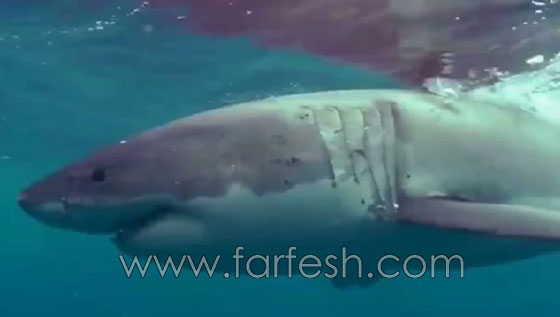 نجاة استرالي من هجوم سمكة قرش ضخمة صورة رقم 2