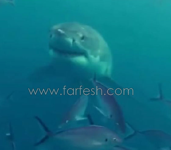 نجاة استرالي من هجوم سمكة قرش ضخمة صورة رقم 3