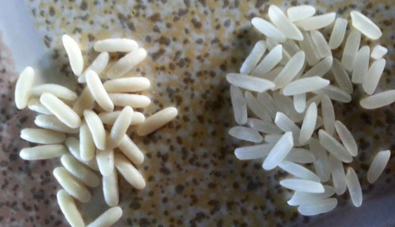 فضيحة كبرى.. صيني يصنع من الاكياس أرز بلاستيكي لبيعه في مصر! صورة رقم 1