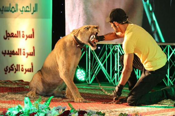  فيديو مرعب: نمر يهجم بشراسة على طفلة سعودية صورة رقم 2