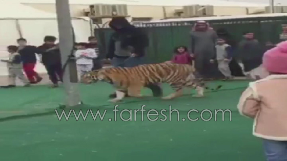  فيديو مرعب: نمر يهجم بشراسة على طفلة سعودية صورة رقم 3