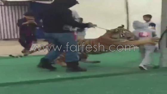  فيديو مرعب: نمر يهجم بشراسة على طفلة سعودية صورة رقم 4